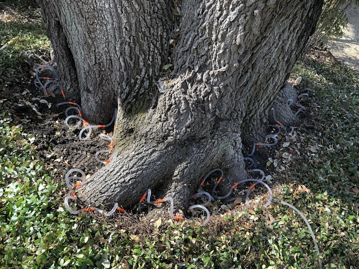 Detailed Shrub and Hedge Trimming job site in Fisk