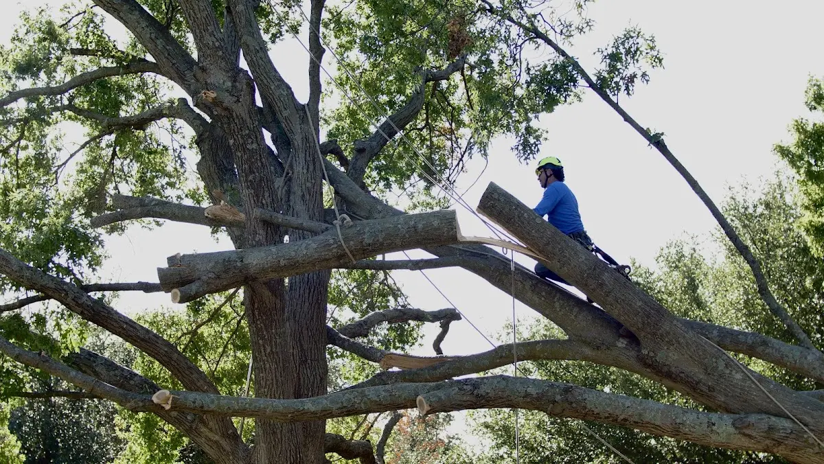 Professional Hazardous Tree Removal performed by certified arborists in Fisk